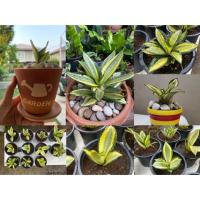 ราคา ต้นลิ้นมังกรแคระใบด่าง (7431775468)