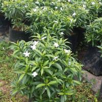 ราคา พุดศุภโชค ดอกสีขาวเล็กๆๆ (7632803887)