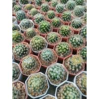 ราคา แมมขนนกเหลือง Mammillaria schiedeana (10050989502)