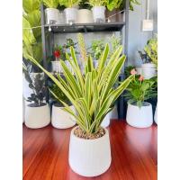 ราคา ต้นไม้ฟอกอากาศปลูกในห้องนอน ต้นไม้ขีดด่างดอกสีม่วง ต้นไม้ฟอกอากาศ ฟอกสารพิษภายในห้องนอน สีใบด่างเหลืองสวยดอกสีม่วง (21890538945)