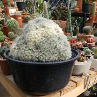 ราคา ต้นกระบองเพชร,แคคตัส Mammillaria plumosa Cactus แมมขนนก (6904633977)