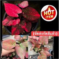 ราคา บอนสีมณีล้อมเพชรเลือกต้นได้ค่ะ▶️ (ต้นลูกสายลุ้นด่างห้ามพลาด)ผ่าจากต้นแม่ด่างเทพๆ (10693720989)