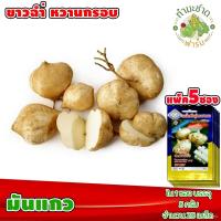 ราคา เมล็ด {{ส่งKerry}}[แพ็ค 5 เพาะ] 3A เพาะ :มันแกว มันสะเภา ใหม่สะเภาแก้ว ขาวฉ่ำ หวานกรอบ ประมาณ 25 ให (20679032168)