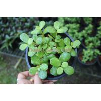 ราคา ต้น มันนี่เรียกทรัพย์,คลาสซูล่า( Crassula Ovata หรือ Jade Plant ) ต้นไม้สวรรค์ หรือ ต้นใบเงิน (9372135937)