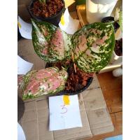 ราคา อัญมณีสามสี Aglaonema tri-color อโกลนีมา (11044556094)