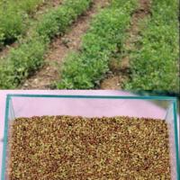 ราคา เมล็ดถั่วอัลฟาฟ่า เมล็ดพันธ์ใหม่ปี63ขายดีที่สุดเกมาะสำหรับปลูกเลี้ยง โค กระบือ แพะ แกะ ม้าฯลฯ (40 กรัม) (7139232551)