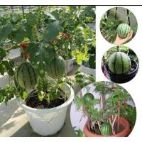 ราคา เมล็ดแตงโมกระถางต้นไม้แตงโมเมล็ดพืชผลจิ๋ว (25411182604)