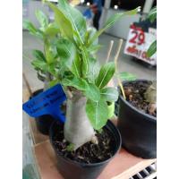 ราคา ชวนชมวังกำไลหยก Adenium Arabicum ขายต้นนี้เลย (16930634169)