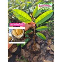 ราคา ต้นทุเรียนหนามดำ โอฉี่ต้นเสียบยอด40-50ซม.รุ่นใหม่68 (7839540114)