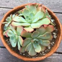ราคา Succulent / Echeveria Laulensis / กุหลาบหิน (498790301)