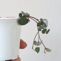 ราคา สายป่านเขียว ในกระถาง 2นิ้ว สายปานดวงใจ สายป่านในดวงใจ (7837558634)