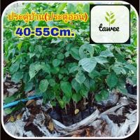 ราคา ต้นประดู่บ้าน ประดู่อ่อน ตระกูลเดียวกับ ต้นประดู่ป่า เเต่กิ่งอ่อน (4964753179)