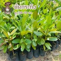 ราคา ต้นกระทิง ต้นสวย แข็งแรง ส่งไว (17447738605)