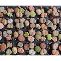 ราคา Lithops ไลทอป ลิทอป หินมีชีวิต (E3) (11211978181)