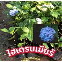 ราคา ต้นไฮเดรนเยียร์ 1 ต้น น่าปลูก สวนสวย (22290509716)