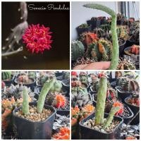 ราคา กระบองเพชร เก๋งจีน Senecio Pendulus (1553860901)