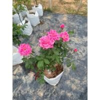 ราคา กุหลาบพุ่มดอกสีชมพู ดอกดก สวยมาก (29560341568)