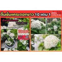 ราคา ต้นเข็มแคระดอกขาว สนามหญ้า ต้นไม้แดด ดิน ปุ๋ย กระถาง ผักสวนครัง ต้นกล้า เมล็ดพันธุ์ หญ้านวลน้อย ใบต่างเหรียญ ไม้พุ่ม ดอก (57802928763)