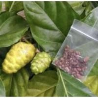 ราคา เมล็ดลูกยอไทยบรรจุ 50 เมล็ด (40857976471)