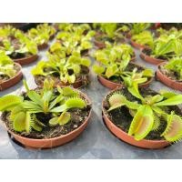 ราคา ต้นกาบหอยแครง Flytrap กระถาง4นิ้ว (23847881288)