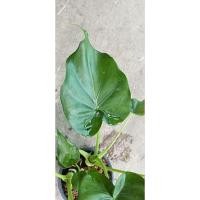 ราคา ต้นกวักใบโพธิ์หรือว่านกวักเงินกวักทองเป็นไม้มงคลไม้เรียกทรัพย์ส่งพร้อมกระถาง 4 นิ้ว (28042755860)