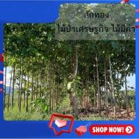 ราคา ต้นสักทอง ต้นกล้าสักทอง พันธุ์กล้าไม้ ไม้เศรษฐกิจ #ต้นสักทอง #ไม้เศรษฐกิจ (7427947914)