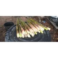 ราคา สดจากฟาร์ม !!! หน่อไม้หวาน (พันธุ์สดิ่ง) ตัดสด ต้มน้ำเดียวจืด 1 กิโลกรัม (28588661672)