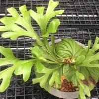 ราคา เฟิร์นชายผ้าสีดา ชายผ้าสีดา เขากวางตั้ง แบบกระถาง 5 นิ้ว ขนาดศูนย์กลาง 15-20 ซม (9578532923)