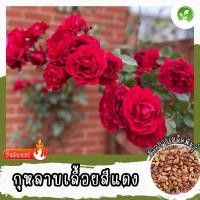 ราคา เมล็ดพันธุ์ กุหลาบเลื้อย กุหลาบ สีแดง 30 เมล็ด Red Rose Seed เมล็ดพันธุ์แท้ นำเข้าจากต่างประเทศ ปลูกผัก ถูกดี พร้อมส่ง (42150164624)