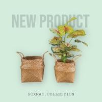 ราคา ‼️ถูก ส่งเร็วทันใจ‼️ ตะกร้ากระจูดใส่กระถางต้นไม้ 6-10 นิ้ว สามารถใส่สิ่งของได้ กระเป๋าสานกระจูด ตะกร้าใส่ต้นไม้ (22445164454)