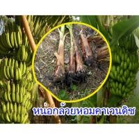 ราคา หน่อกล้วยหอม คาเวนดิช หน่อกล้วยหอม กล้วยหอม หน่อกล้วยหอมคาเวนดิช ชุด 2 หน่อ จัดส่งตัดสั้น 30ซมนะครับมันหนักมาก (3237410269)