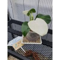 ราคา Philodendron White Wizard5,600 บาทรวมส่งค่ะ #Philodendron #WhiteWizard (11525351980)