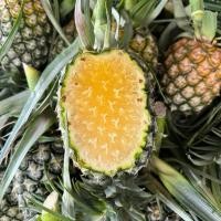 ราคา (1ลูก) สับปะรดห้วยมุ่น เนื้อ1 ฉ่ำๆจ้า (27903925416)