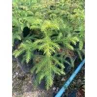 ราคา ต้นสนฉัตร ไม้ประดับจัดสวน (5791674579)