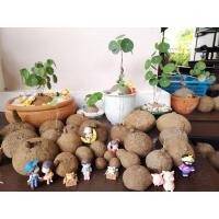 ราคา บัวบกโขดขายเฉพาะหัวนำไปเพาะเอง หลากหลายไซต์ ลวดลายทรงตามธรรมชาติ ขายต้นบัวบกโขด ไม้โขดไม้โขดนิยมมงคลStephania erecta (9953101324)