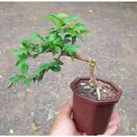 ราคา เชอรรี่แคระบอนไซขนาดเล็ก (4297222403)