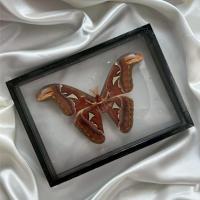 ราคา ผีเสื้อสต๊าฟ // Atlas Moth (41004425489)