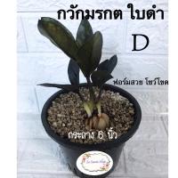 ราคา ♠️กวักมรกต ใบดำ ♠️โชว์โขด กระถาง 6 นิ้ว♠️ (10910342511)