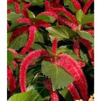 ราคา ต้นหางกระรอกแดงต้น (22616769005)