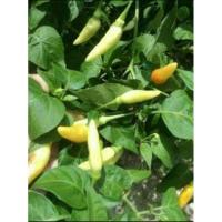 ราคา ต้นกล้าพริกขาวกะเหรี่ยง (27383061223)