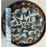 ราคา กุหลาบหิน Echeveria runyonii"topsy turvy" (17026046628)