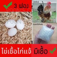 ราคา ไข่เชื้อไก่แจ้ พ่อสีทอง + พ่อสีเบญจรงค์ สำหรับฟักตู้หรือแม่ไก่กกเท่านั้น ไข่เก็บสด ไม่ดองไข่ (10935866737)