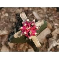 ราคา โรเซ่ ไม้กราฟ 1 ต้น Cactus แคคตัส กระบองเพชร ไม้อวบน้ำ ไม้กราฟ ราคาถูก​ (8157896289)