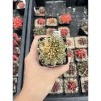 ราคา แคคตัส gymnocalycium ยิมโนด่างชำหน่อ#พิ้งค์ไดมอนต์#มาเบิ้ล#t3315#รูบี้#ก้างปลาด่าง#t-rex#t-lux#คิงคอง#K3 (15486777974)