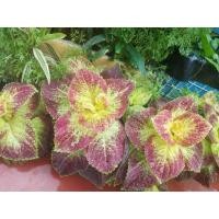 ราคา ต้นฤาษีผสม #ไม้มงคล ขายเป็นกิ่งพร้อมราก (29430018798)