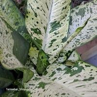 ราคา ต้นเศรษฐีเรือนทอง หรือ กระทุ้งเกียรติศักดิ์ ไม้ประดับ ไม้มงคล (29970011335)