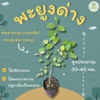 ราคา พะยูงด่าง 30~60 ซม. พยุง, ขะยุง,แดงจีน,ประดู่ลาย,ประดู่เสน,กระยง (23733547276)