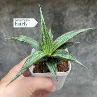 ราคา Sansevieria Fairly ต้นลิ้นมังกร (51252589090)