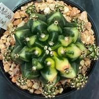 ราคา ❤️❤️มีส่งด่วน❤️❤️ยิมโน โคลน Multicolor Yellow/Cactus /Gymno/Gymnocalycium/แคคตัส/ยิมโนด่าง/ไม้ชำหน่อ​ (40573382069)