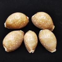 ราคา เปลือกหอยเบี้ย Calf Cowry ขนาด 1.3 นิ้ว ถึง 2 .2นิ้ว ราคาต่อ 1ชิ้น (3942045647)
